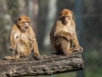 Berberaffen Jungtiere